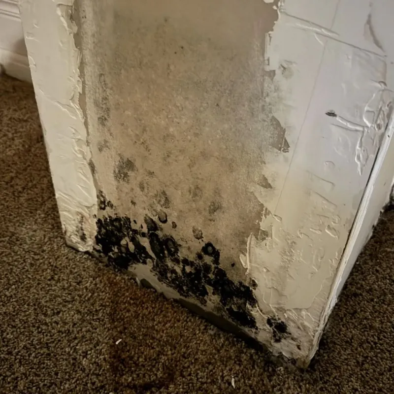 Professional Mold Removal in Oakland, PA